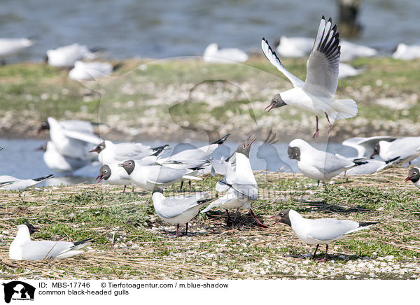 common black-headed gulls / MBS-17746