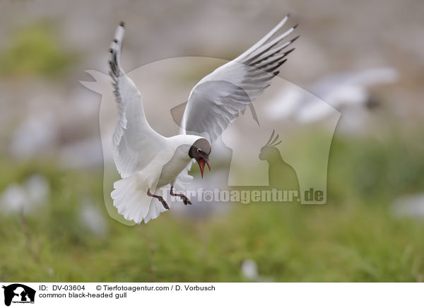 Lachmwe / common black-headed gull / DV-03604