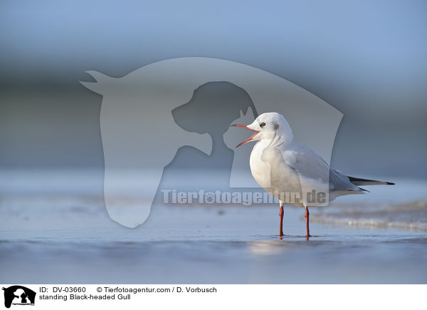 stehende Lachmwe / standing Black-headed Gull / DV-03660