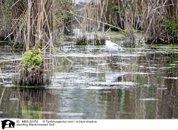 stehende Lachmwe / standing Black-headed Gull / MBS-20352