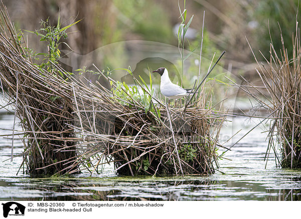 stehende Lachmwe / standing Black-headed Gull / MBS-20360