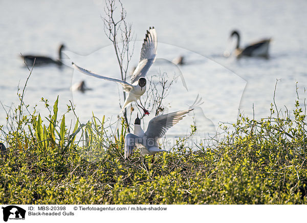 Lachmwen / Black-headed Gulls / MBS-20398