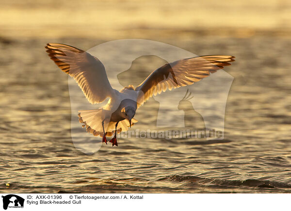 fliegende Lachmwe / flying Black-headed Gull / AXK-01396