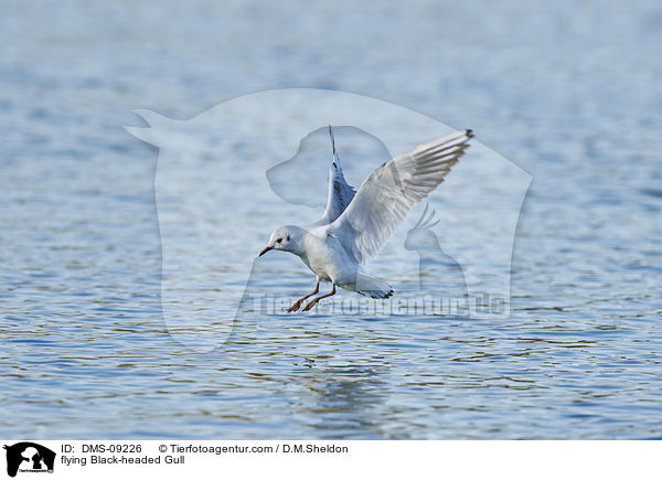fliegende Lachmwe / flying Black-headed Gull / DMS-09226