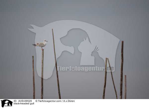 Lachmwe / black-headed gull / AVD-06529