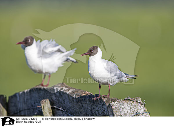 Lachmwe / Black-headed Gull / MBS-24203