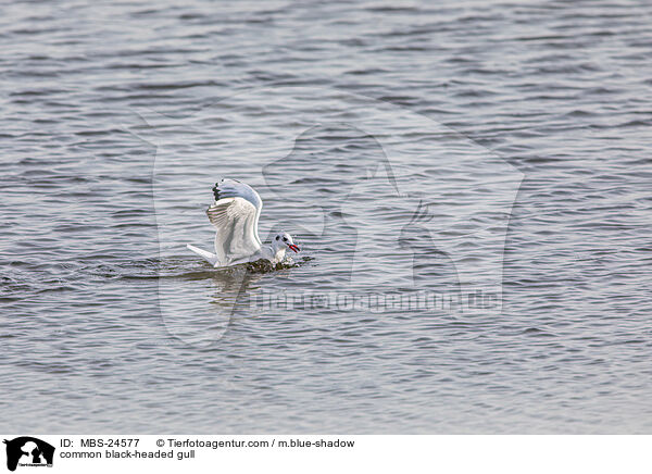 Lachmwe / common black-headed gull / MBS-24577