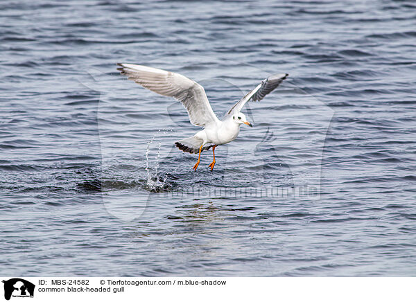 Lachmwe / common black-headed gull / MBS-24582