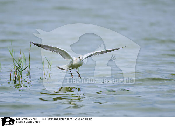 black-headed gull / DMS-09761