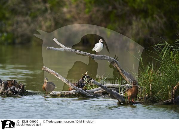 Lachmwe / black-headed gull / DMS-09905