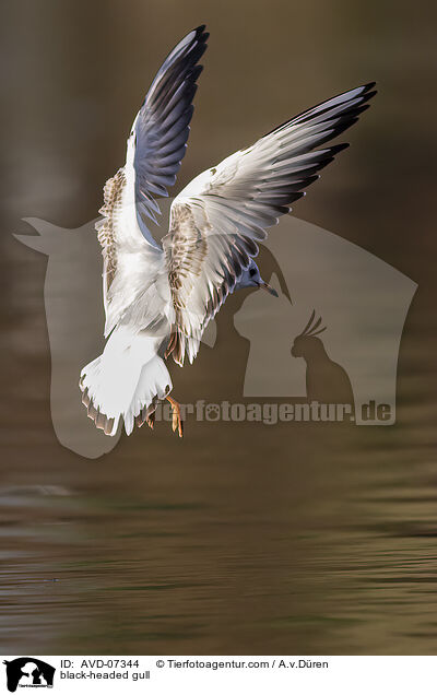 black-headed gull / AVD-07344