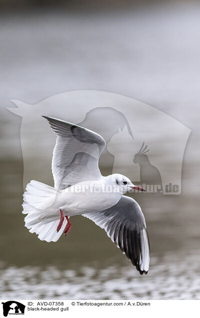 black-headed gull / AVD-07358