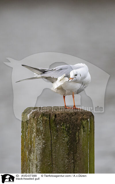 Lachmwe / black-headed gull / AVD-07388