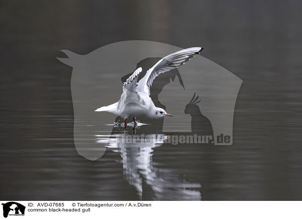 Lachmwe / common black-headed gull / AVD-07685