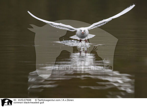 Lachmwe / common black-headed gull / AVD-07688