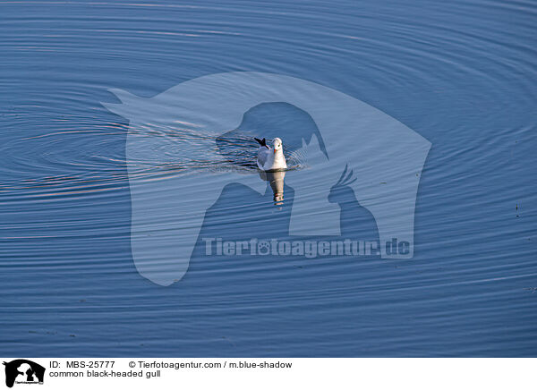 Lachmwe / common black-headed gull / MBS-25777