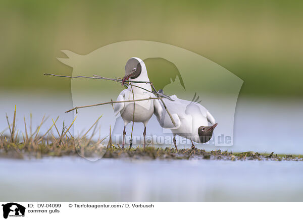 Lachmwen / common gulls / DV-04099