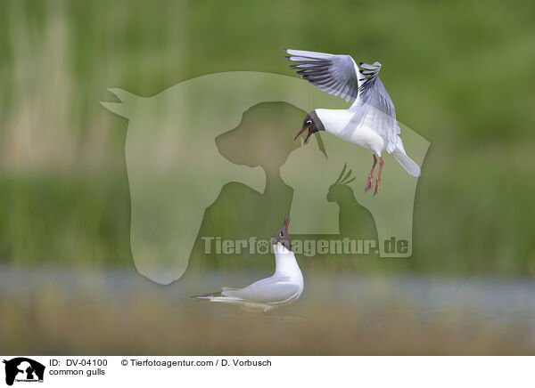 Lachmwen / common gulls / DV-04100