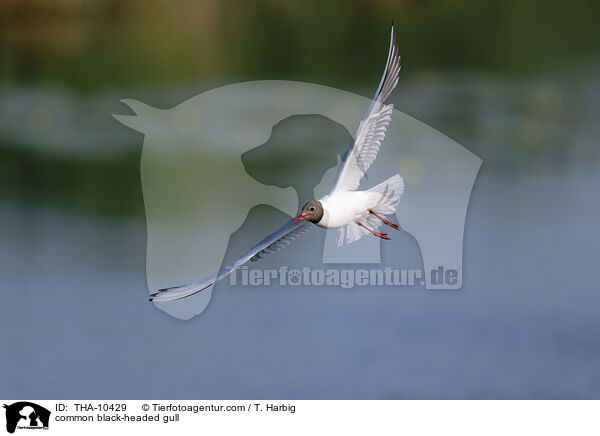 Lachmwe / common black-headed gull / THA-10429