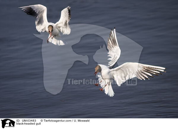 Lachmwe / black-headed gull / UM-03483