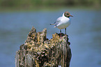 common black-headed gull