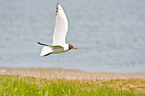 common black-headed gull