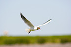 common black-headed gull