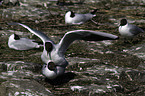 common black-headed gulls