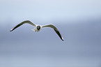 common black-headed gull