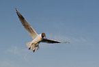 common black-headed gull