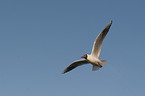 common black-headed gull