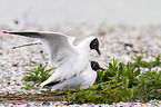 common black-headed gulls