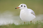 common black-headed gull