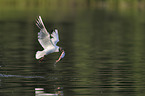 common black-headed gull