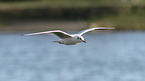 common black-headed gull