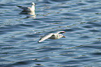 common black-headed gulls