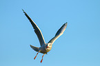 common black-headed gull