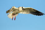 common black-headed gull