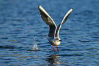 common black-headed gull