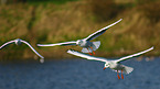 common black-headed gulls