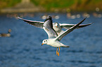 common black-headed gulls