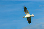 common black-headed gull