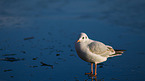 common black-headed gull