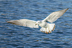 common black-headed gull