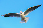 common black-headed gull