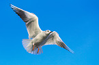 common black-headed gull