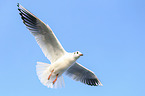 common black-headed gull