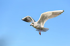 common black-headed gull