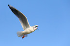 common black-headed gull