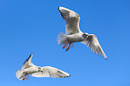 common black-headed gulls